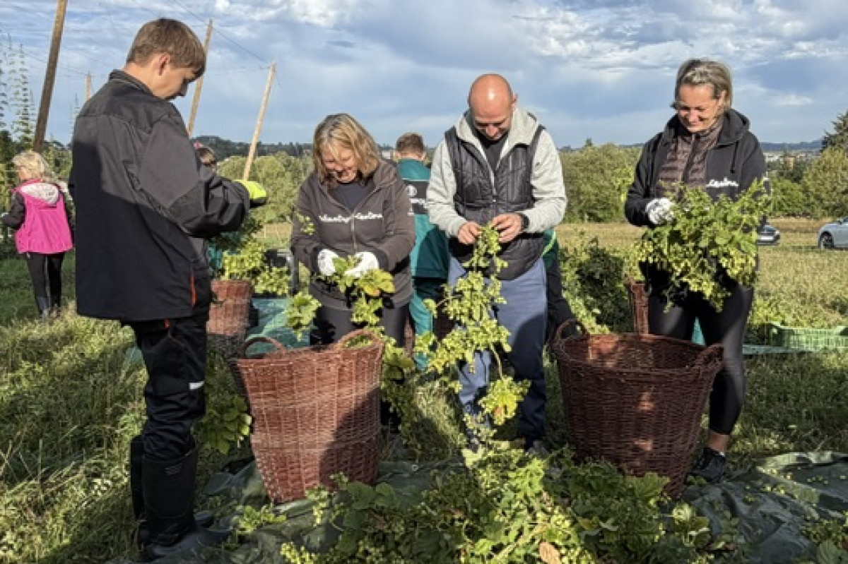 Letošní úroda chmele na Vysočině je zatím nejlepší