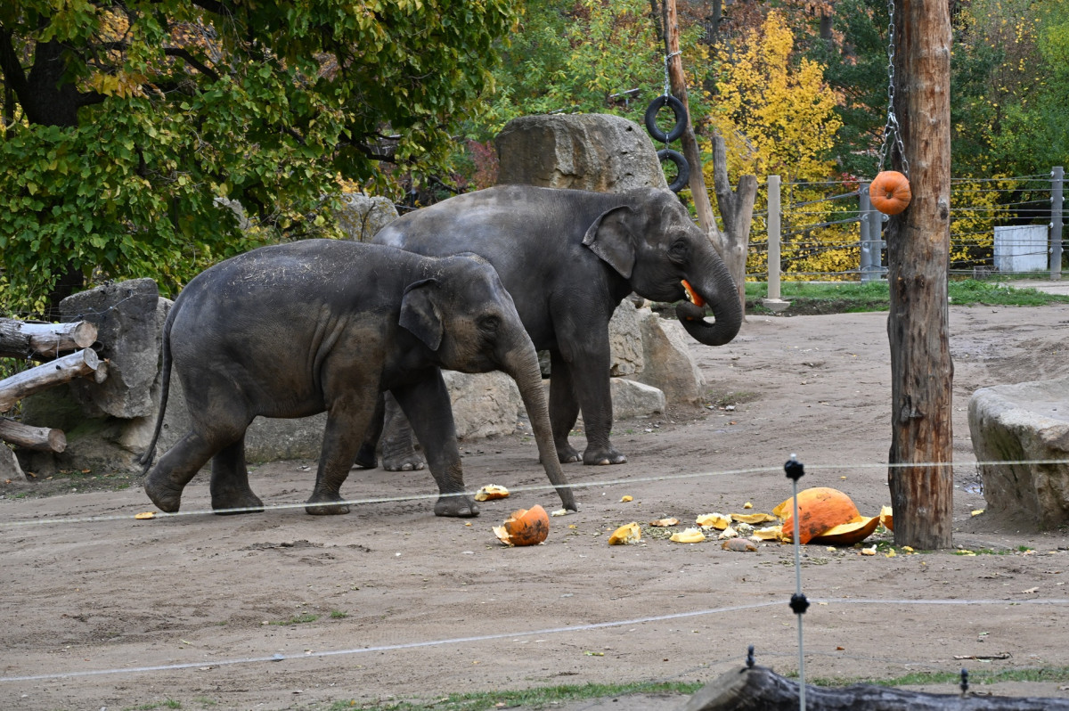 Zájem o krmení zvířat v pražské Zoo dýněmi nebo pochoutkami uvnitř dyní