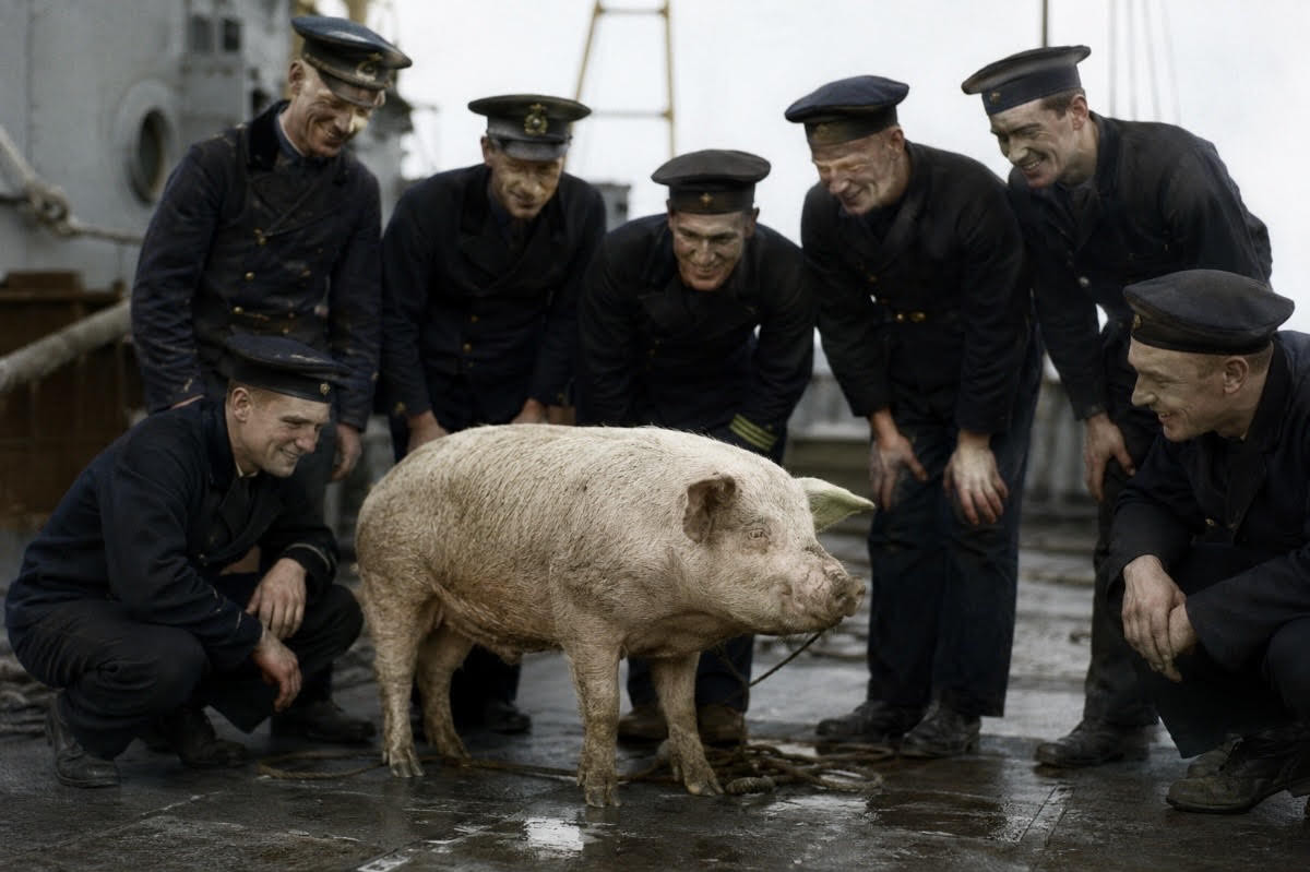 Prase, které přeplavalo k nepříteli a získalo vyznamenání