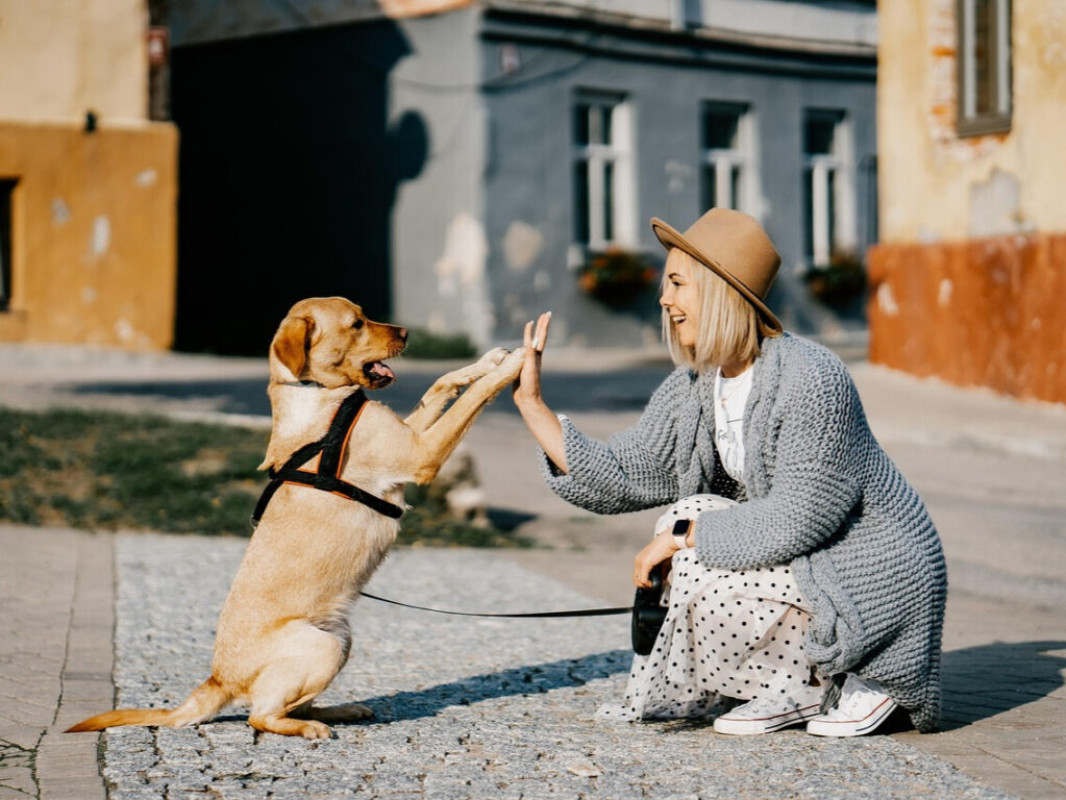 Psi jako posilovač pracovního výkonu: Studie odhaluje vliv mazlíčků na produktivitu při práci z domova