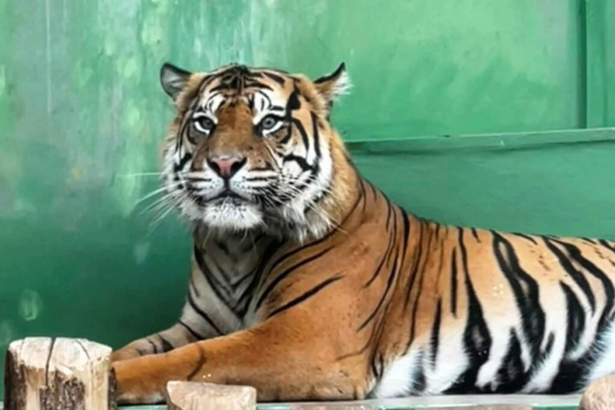 Zoologická zahrada Praha nabízí výlet plný zážitků i poznání