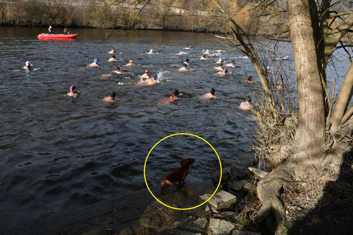 Kam 24. ledna 2026 za sportem? Na lední hokej, házenou, lyžování, biatlon a plavání Kam 24. ledna 2026 za sportem? Na lední hokej, házenou, lyžování, biatlon a plavání