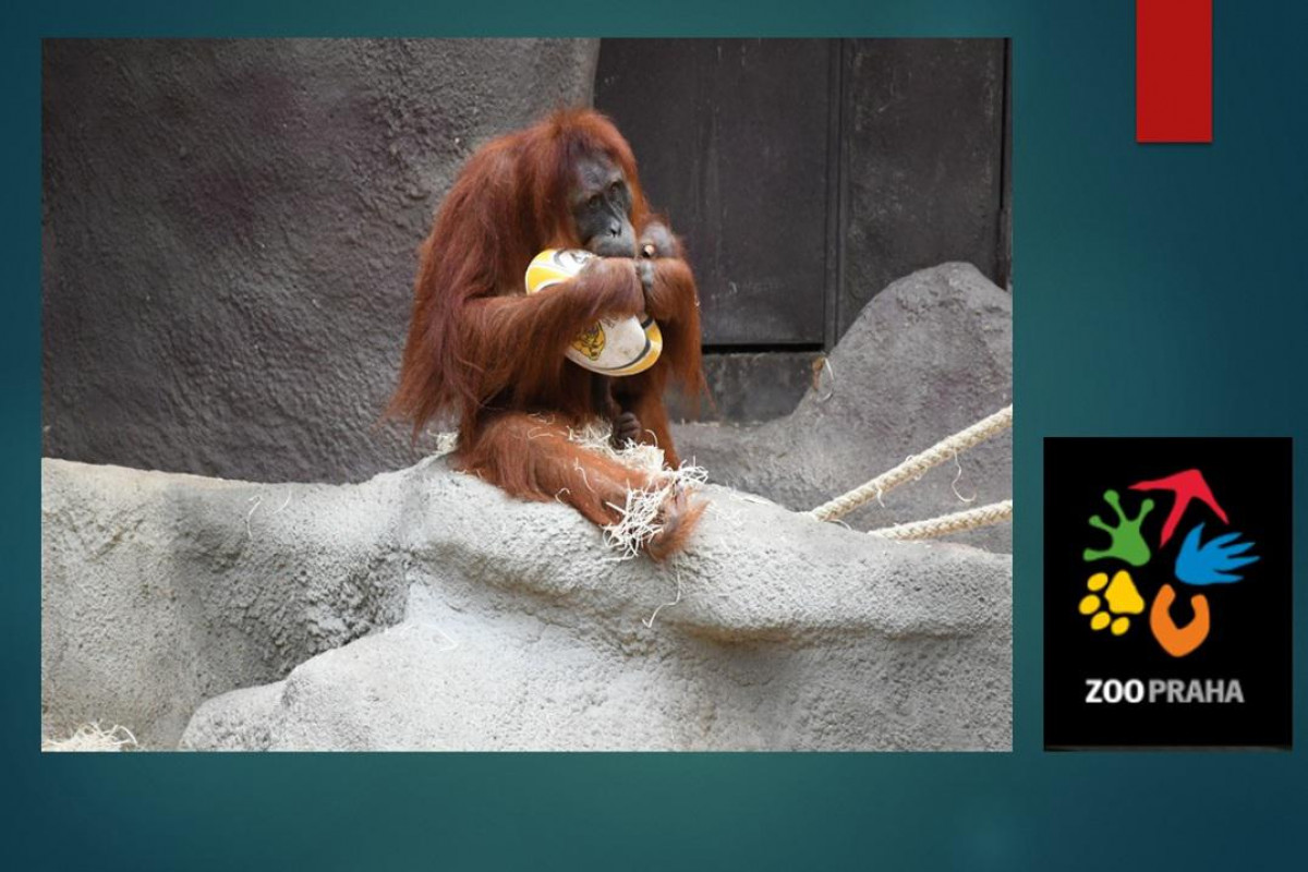 Haló, zvířátka z pražské Zoo, co děláte? Plníme náročné úkoly a hrajeme ragby ... Haló, zvířátka z pražské Zoo, co děláte? Plníme náročné úkoly a hrajeme ragby ...