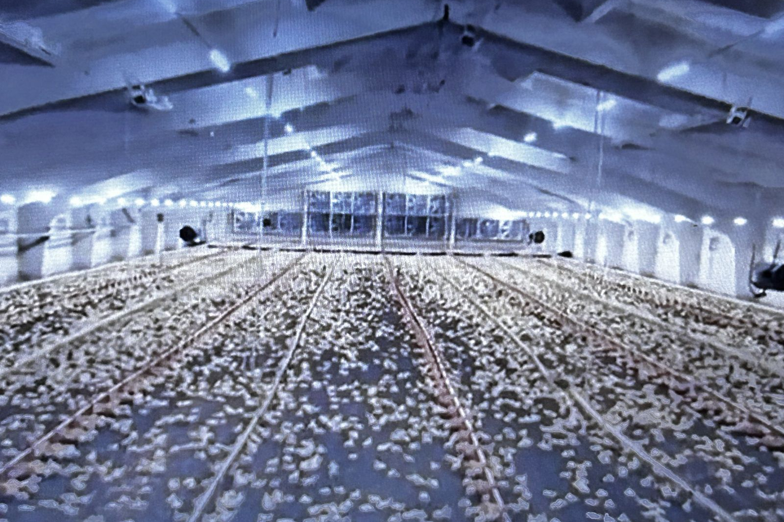 Invaze ukrajinských kuřat…