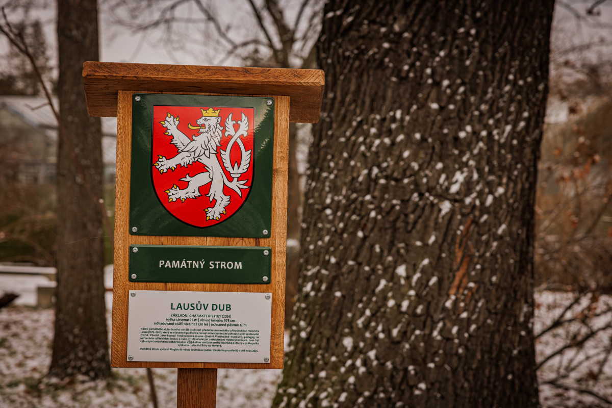 Univerzita Palackého má první památný strom