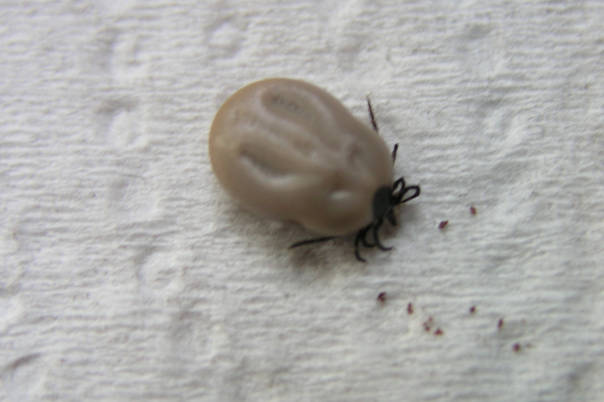 V Jihočeském kraji je již 935 případů lymeské boreliózy