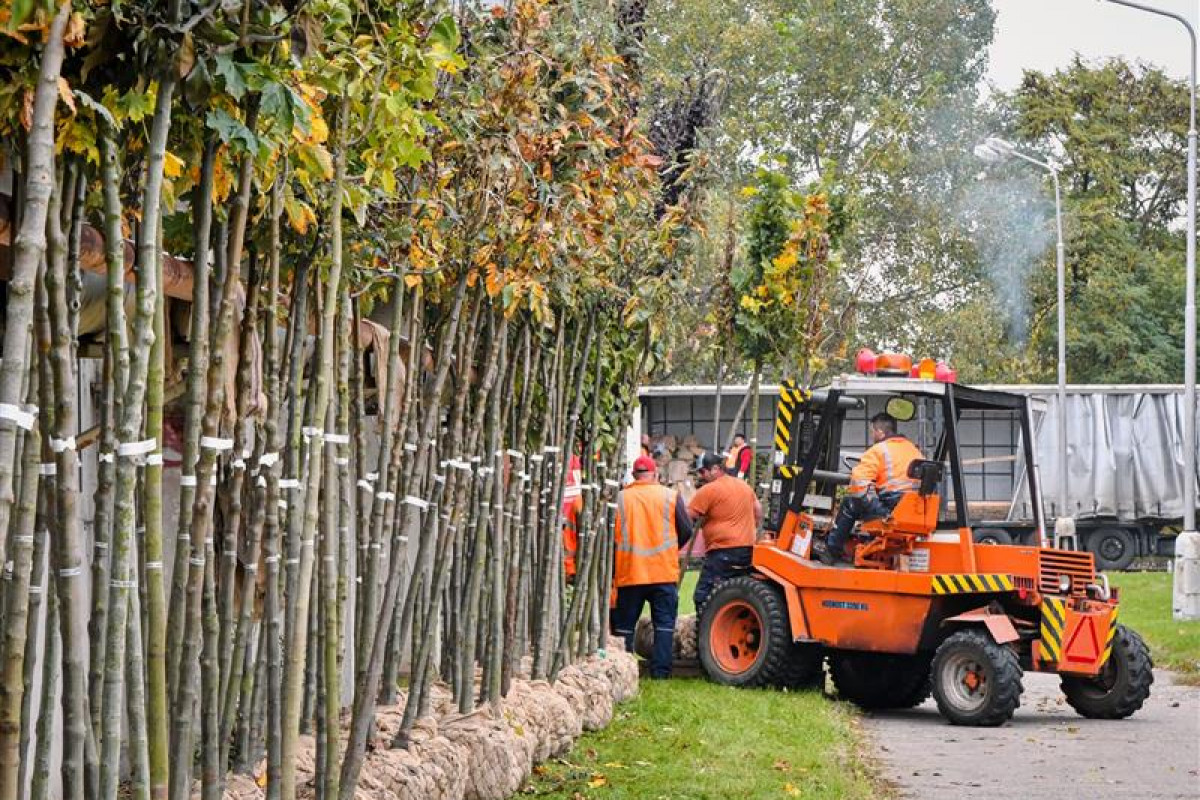 Podzimní výsadby zazelení Hradec o více než 500 stromů