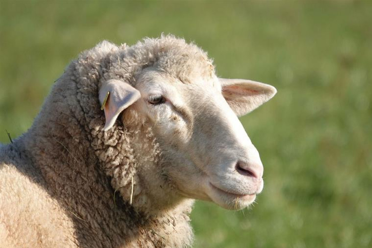 Na přírodní rezervaci Havranka se nově pase stádo ovcí
