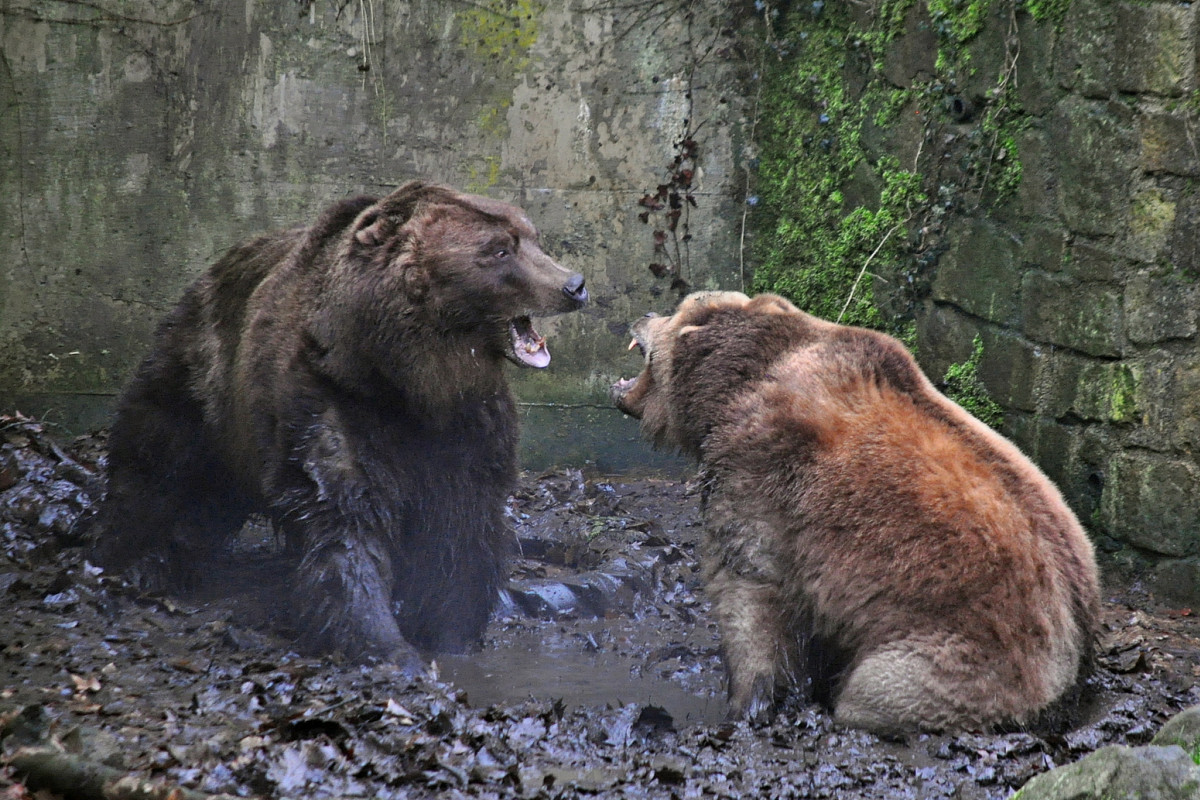 O čem se zdálo medvědům? Bruno a Irina se probudili! O čem se zdálo medvědům? Bruno a Irina se probudili!