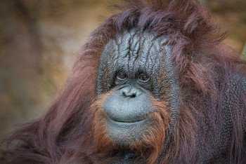 Ňuňinka nakonec odcestuje místo Norska do francouzské Zoo Beauval Ňuňinka nakonec odcestuje místo Norska do francouzské Zoo Beauval