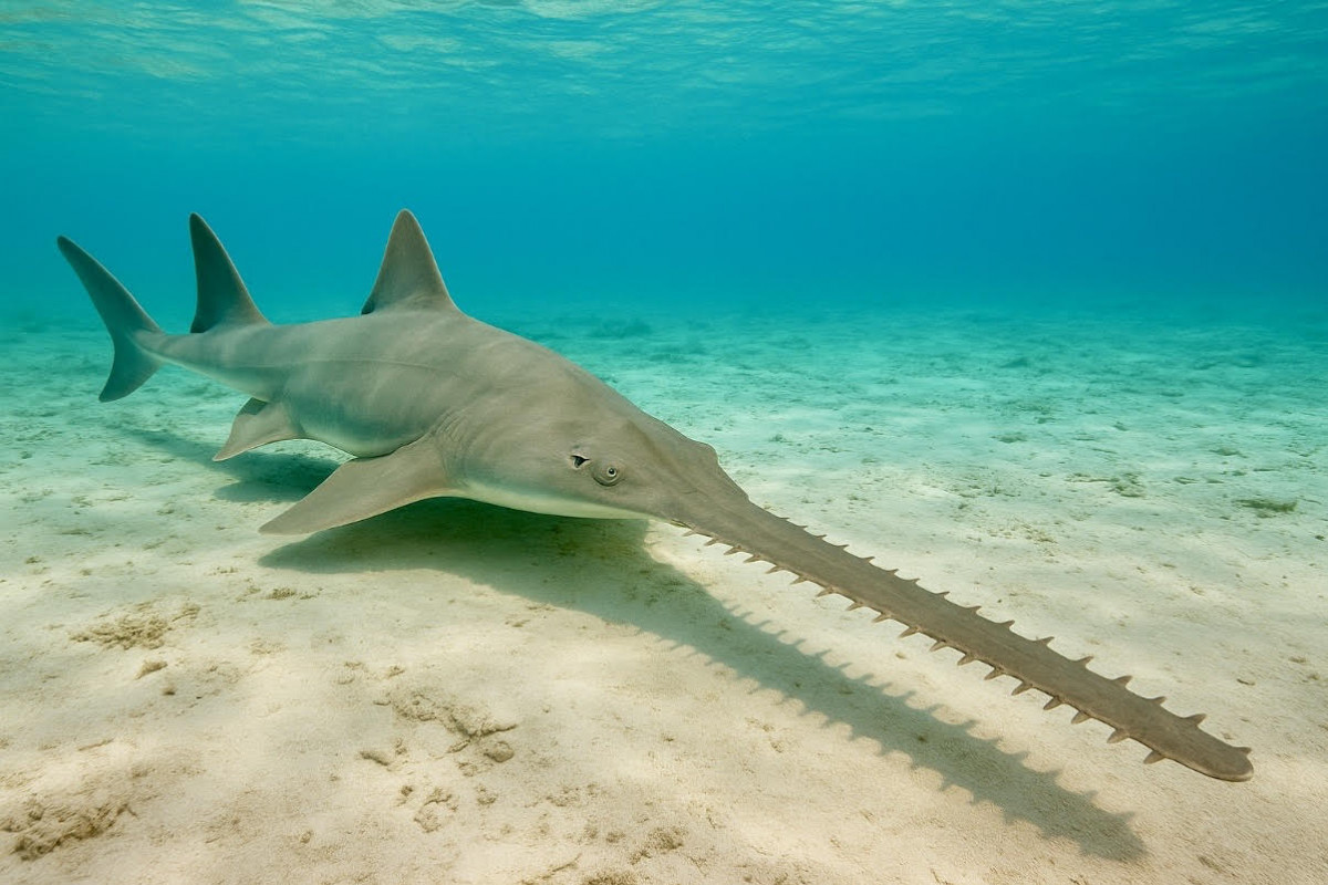 Piloun obecný: „pila“ tropů na hraně vyhynutí