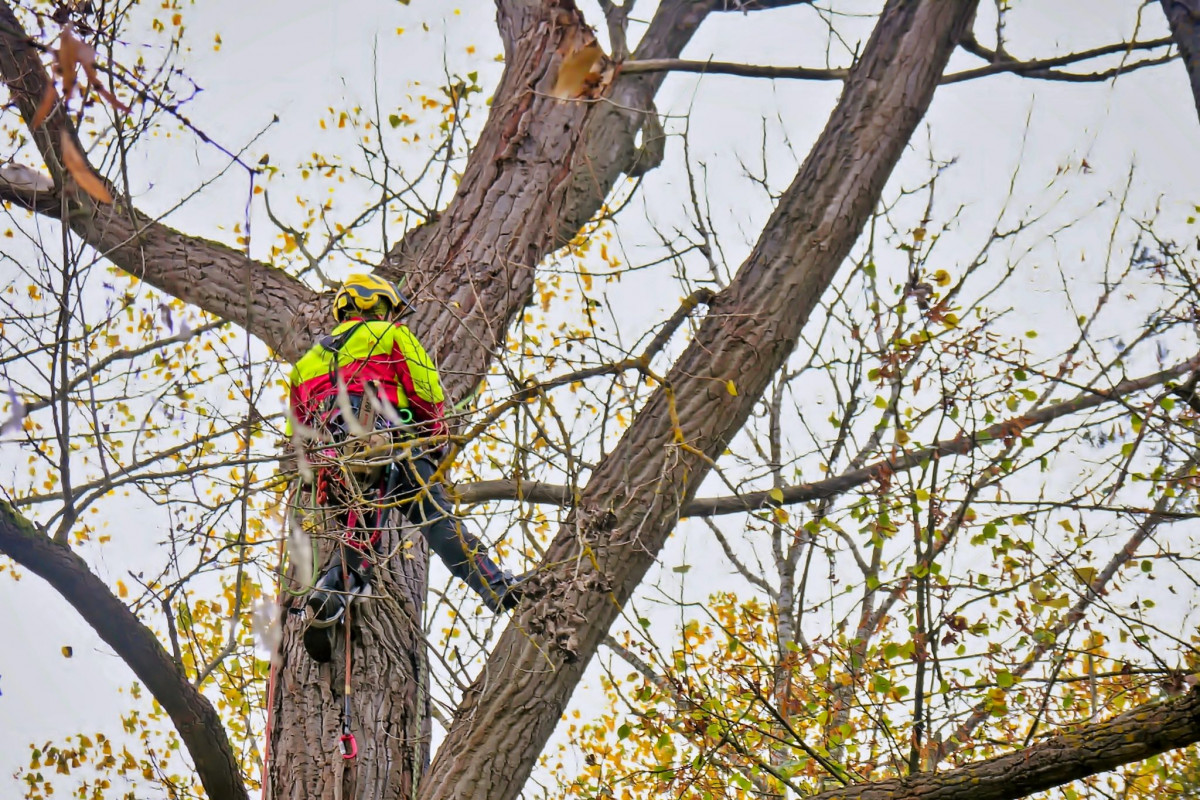 Stromolezci zavítají do okolí parku Skleněnka