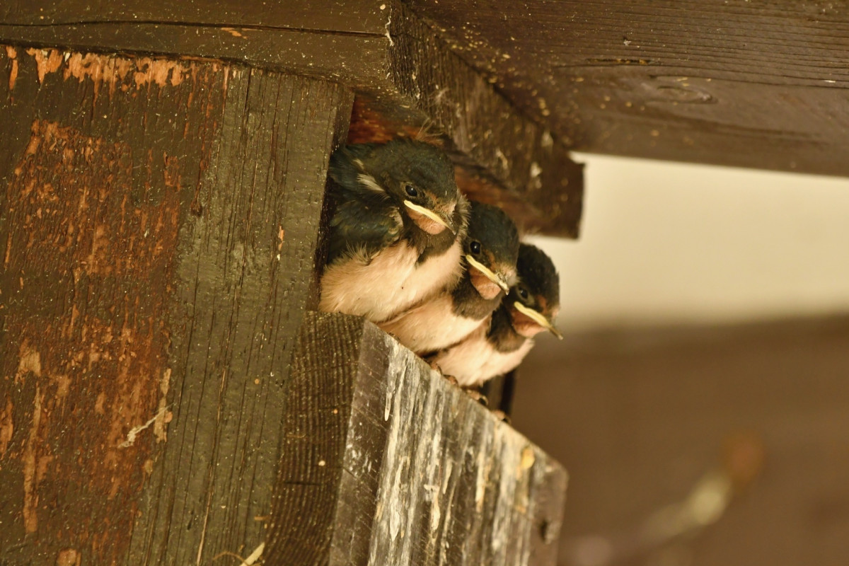 Vlaštovky zahnízdily v budce pro rehky