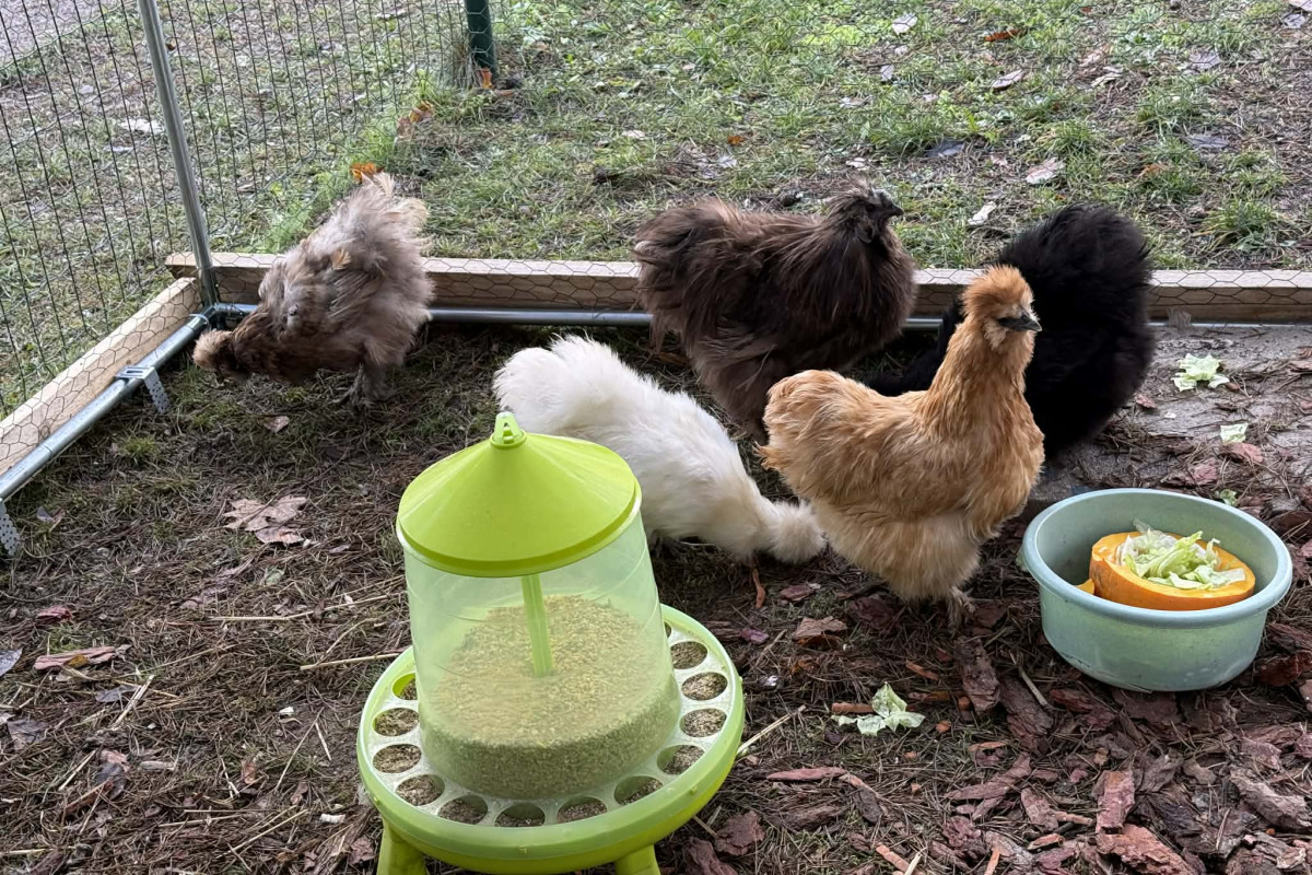 Školka na sídlišti pořídila dětem slepičky