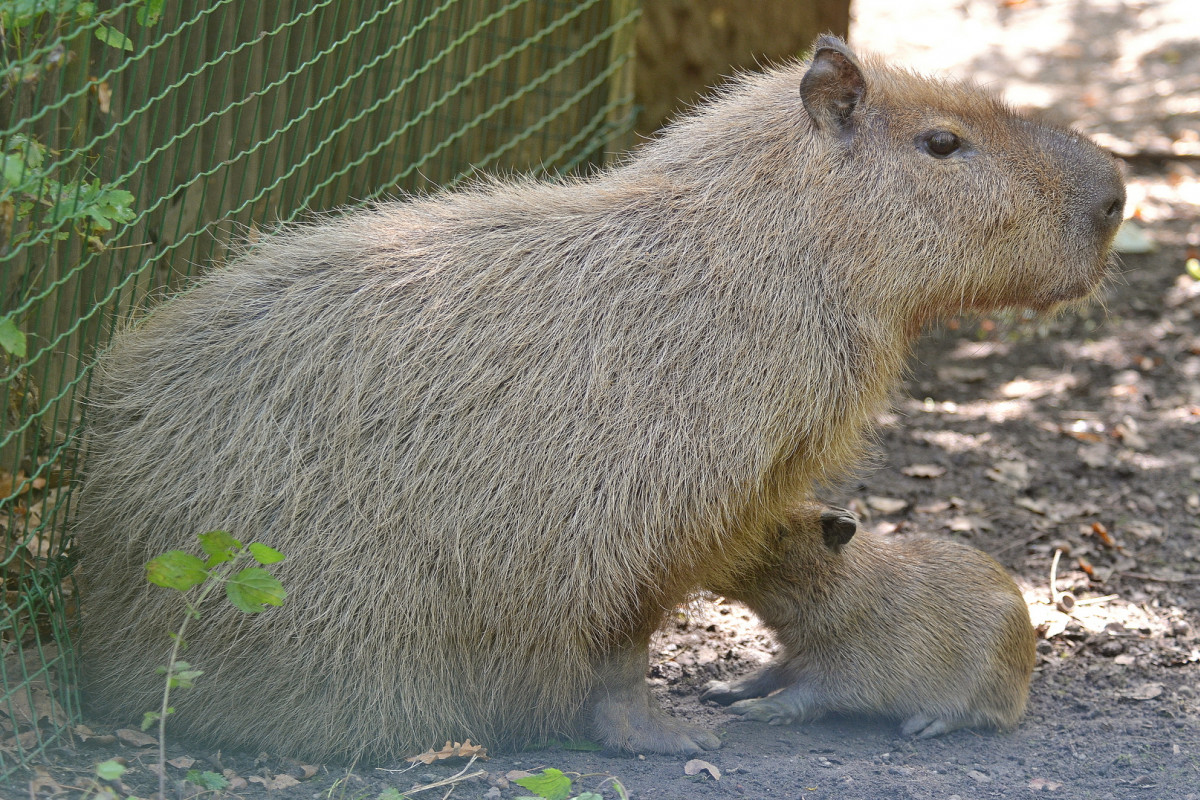 Děčínská zoo: Narodilo se mládě velmi populárního druhu!