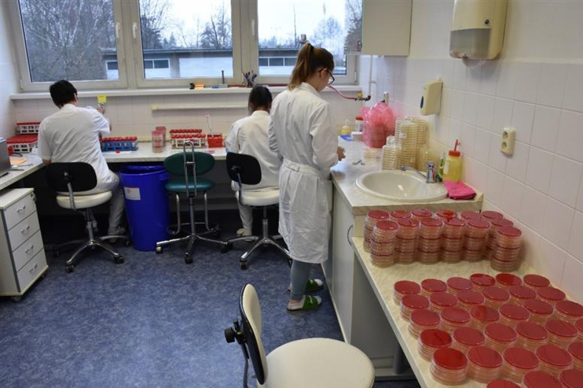 Plošné vyšetření včel na mor prokázalo výrazný pokles výskytu nákazy