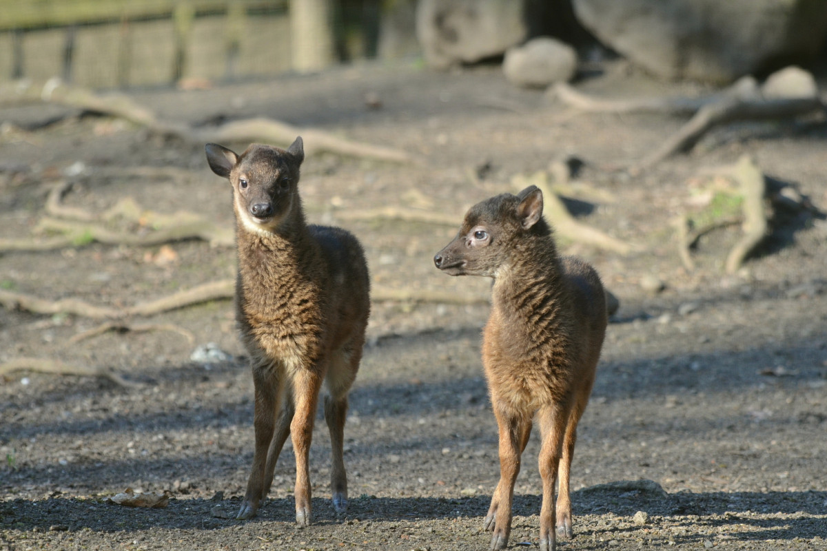 Další odchov v děčínské zoo: Dvojnásobná jelení radost!