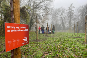 Nadace ČEZ opět otevírá grant Stromy Nadace ČEZ opět otevírá grant Stromy