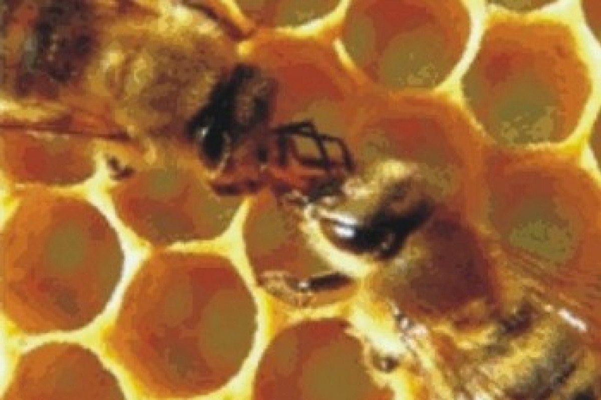 Včely mají spojence. Opět jim pomůže Olomoucký kraj