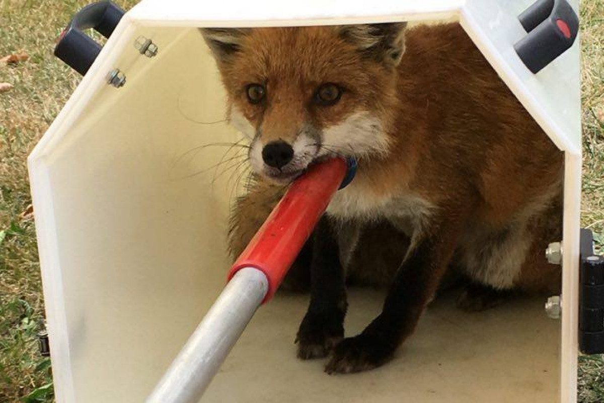 Plzeň přidá tři miliony korun plzeňským zvířecím záchranářům