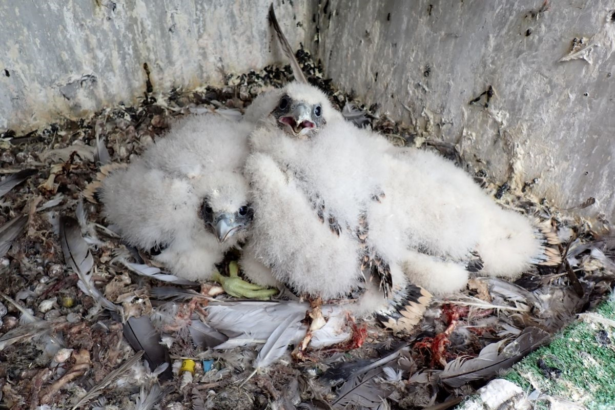 Dalších dvacet sokolích mláďat vzlétlo ze „sokolí farmy“ ČEZ Dalších dvacet sokolích mláďat vzlétlo ze „sokolí farmy“ ČEZ