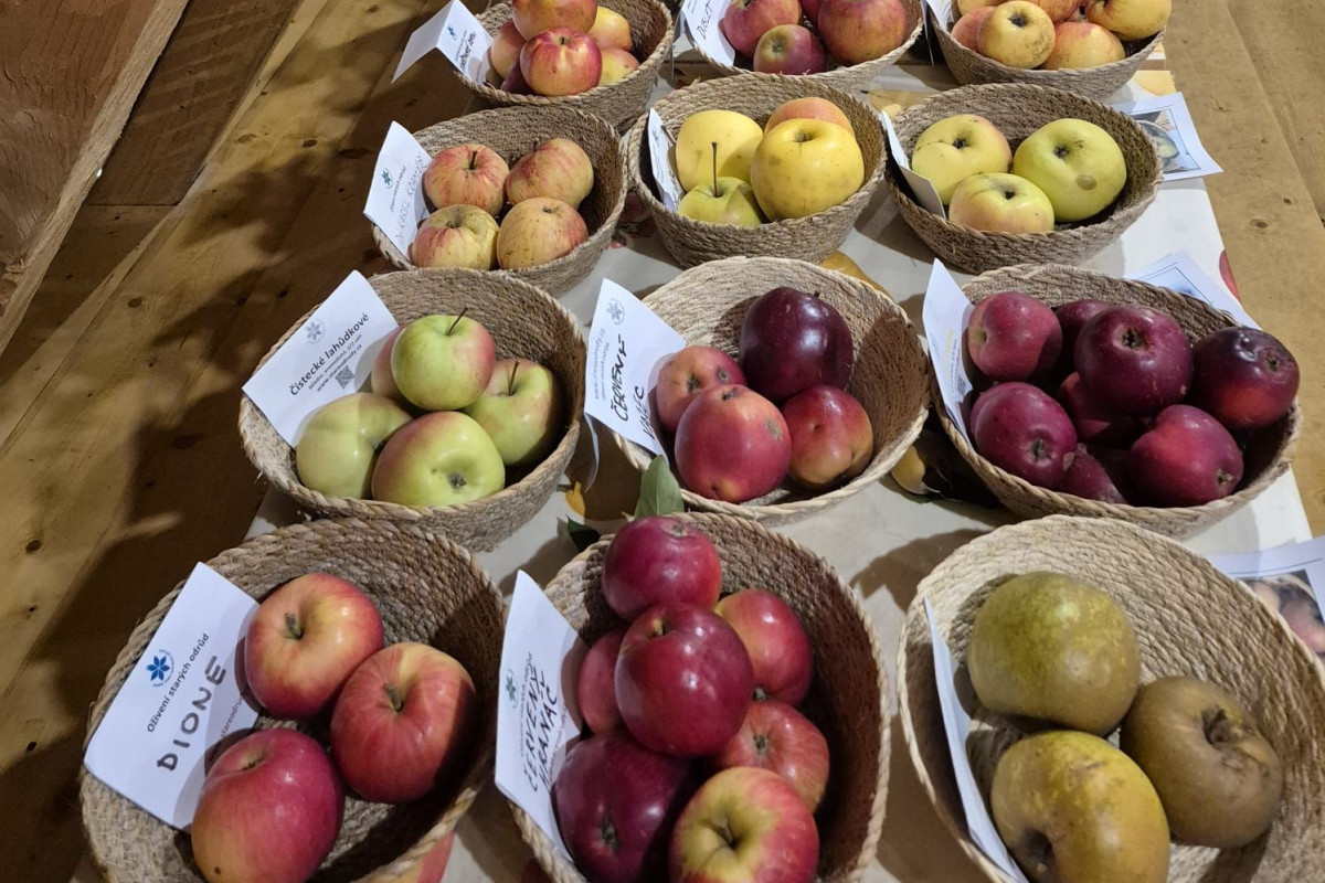 Do zapomenutých ovocných sadů se vrací život