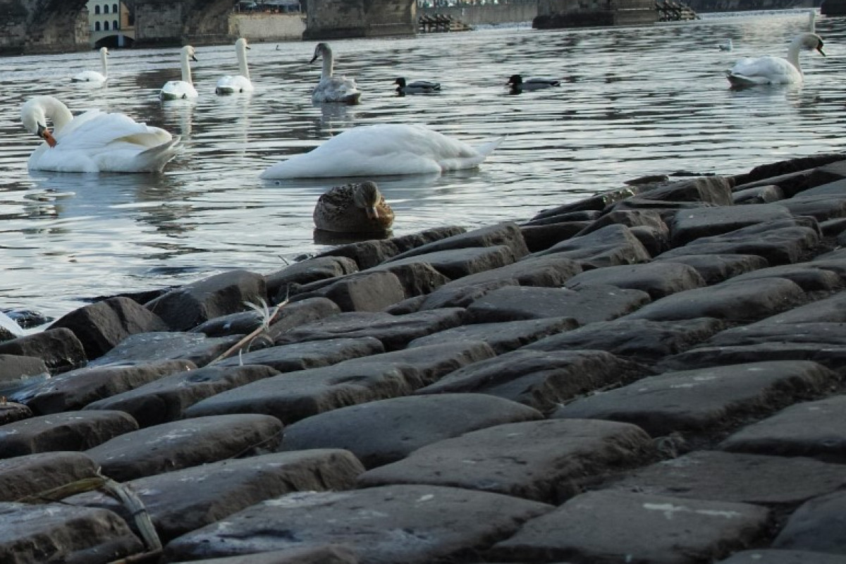 Ohnisko ptačí chřipky bylo potvrzeno u kachen na Nymbursku