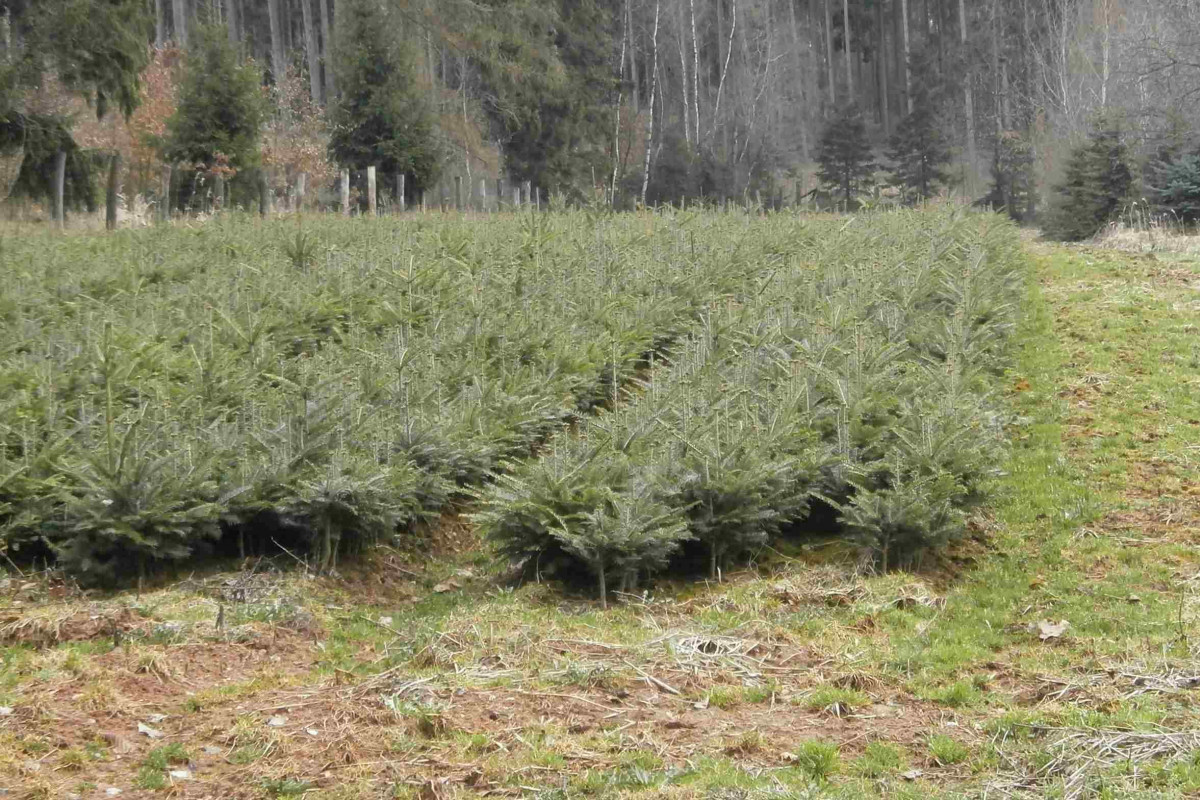 Na území Prahy přibylo celkem 229 900 nových stromů