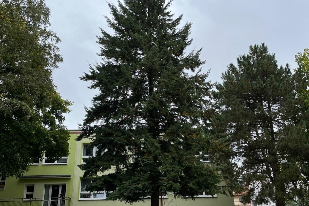 Vánoční strom města Karlovy Vary bude pokácen 18. listopadu