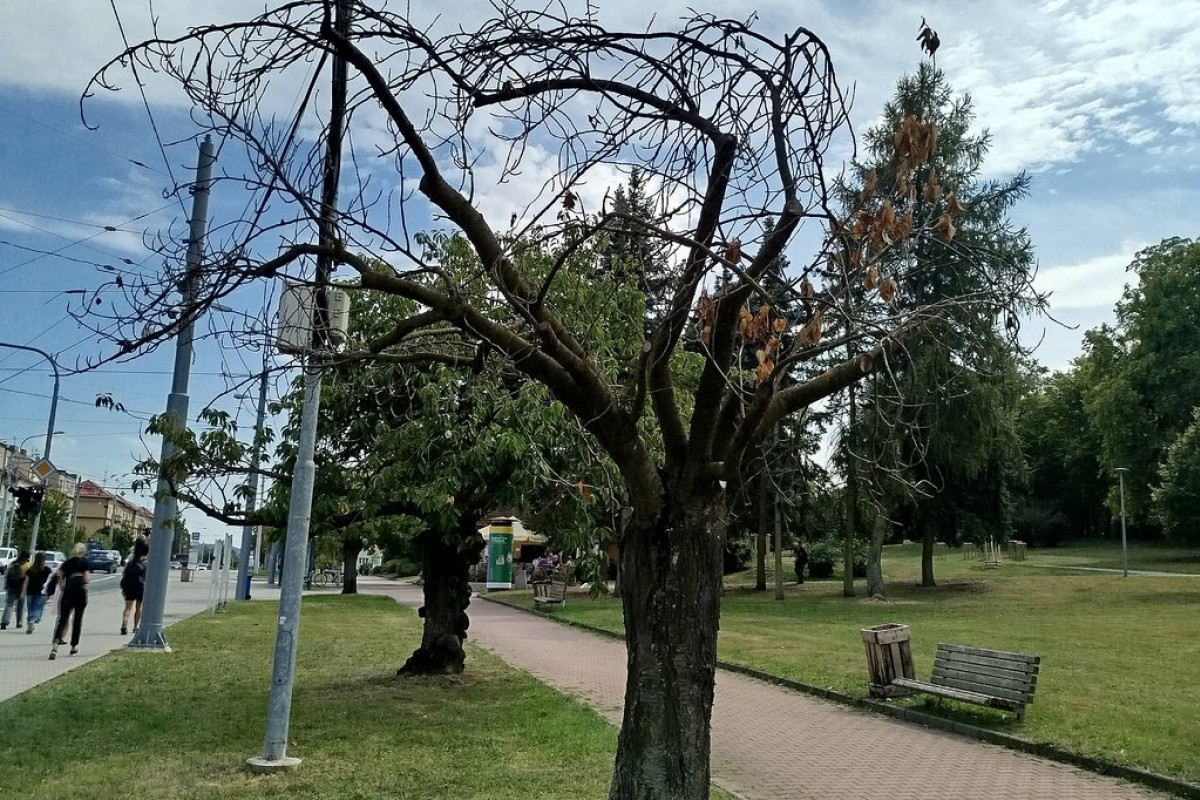 Plzeň žádá návštěvníky městských parků o obezřetnost