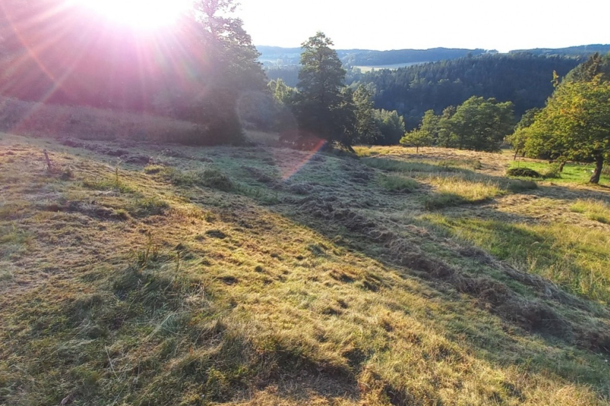 Český svaz ochránců přírody koupil bývalou sjezdovku plnou orchidejí