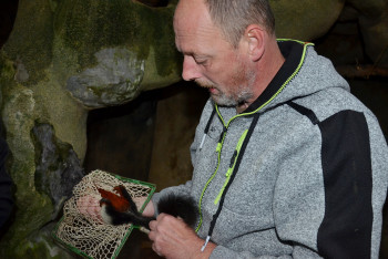 Zoo zjišťovala pohlaví letošních mláďat veverek Prévostových Zoo zjišťovala pohlaví letošních mláďat veverek Prévostových