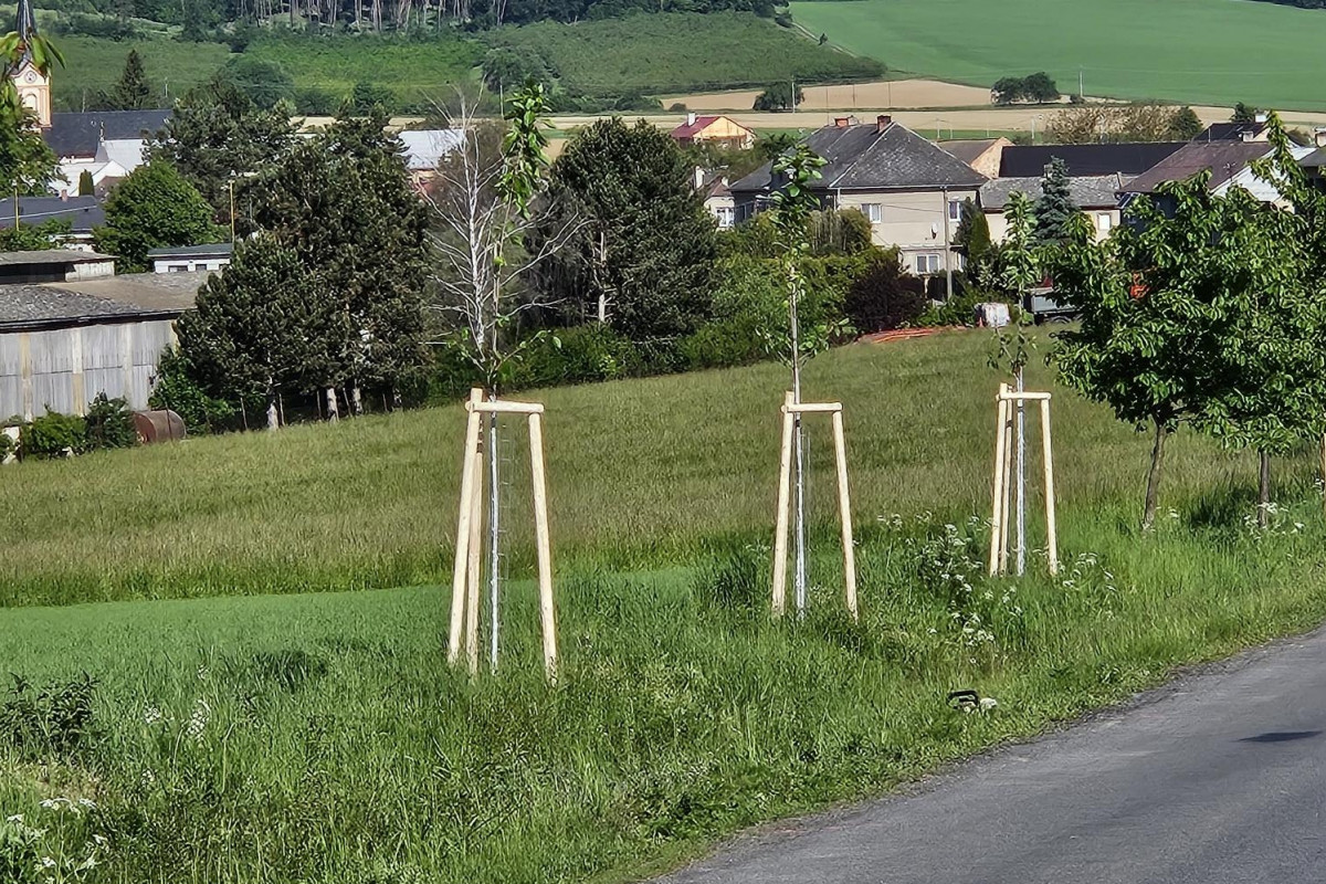 Dřišťál nebo svída krvavá. Kraj vrací do přírody stromořadí
