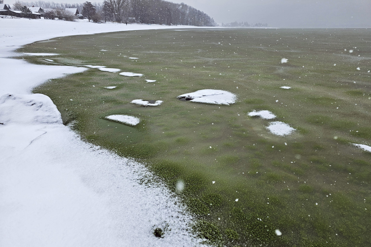 Zelený led na Lipně: Sinice překvapily uprostřed zimy Zelený led na Lipně: Sinice překvapily uprostřed zimy