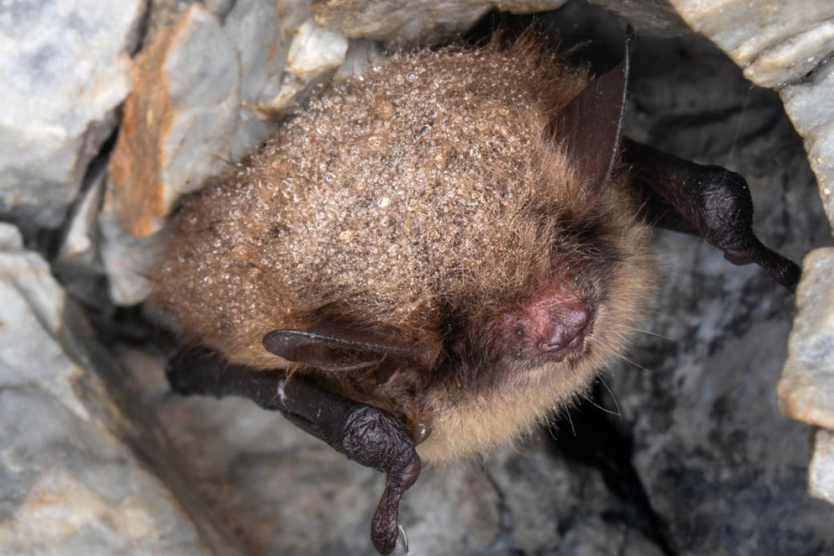 Javoříčští netopýři se probudí 28.března, mladečští letouni 5.dubna