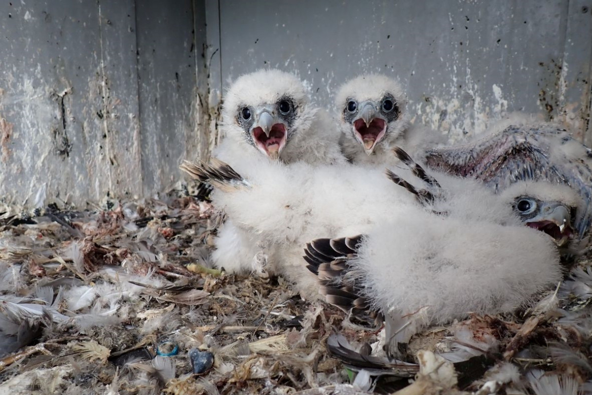 Vloni se ze „sokolí farmy“ rozletělo do světa dalších dvacet mláďat