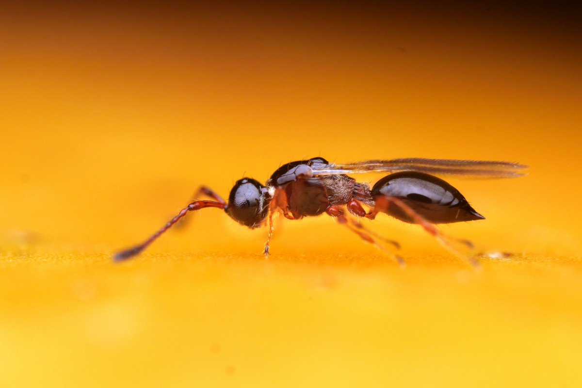 Oteplování oslabuje přirozené nepřátele hmyzu Oteplování oslabuje přirozené nepřátele hmyzu