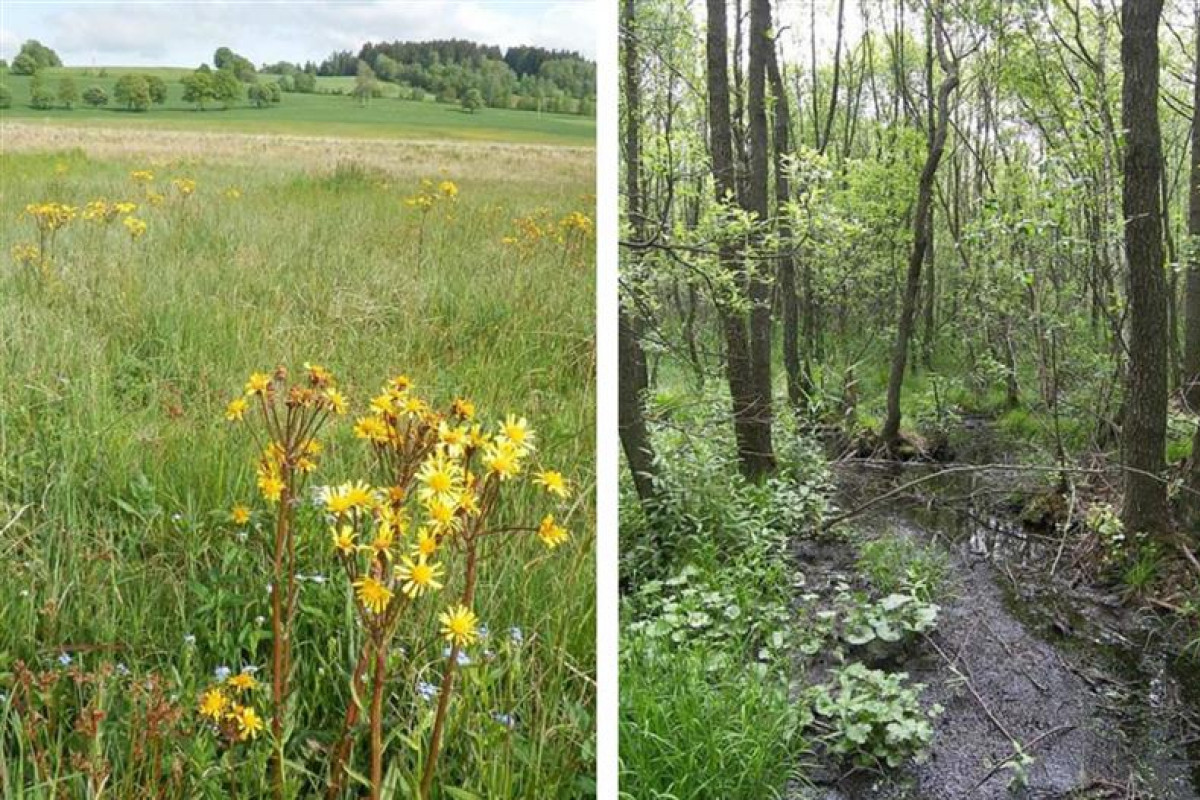 Kraj Vysočina finančně podpoří revitalizaci Hamerského potoka