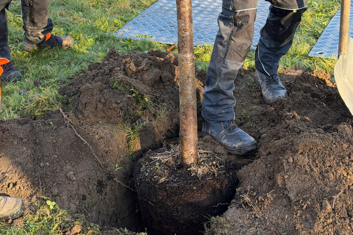 Trojka pokračuje v rozsáhlé výsadbě stromů Trojka pokračuje v rozsáhlé výsadbě stromů