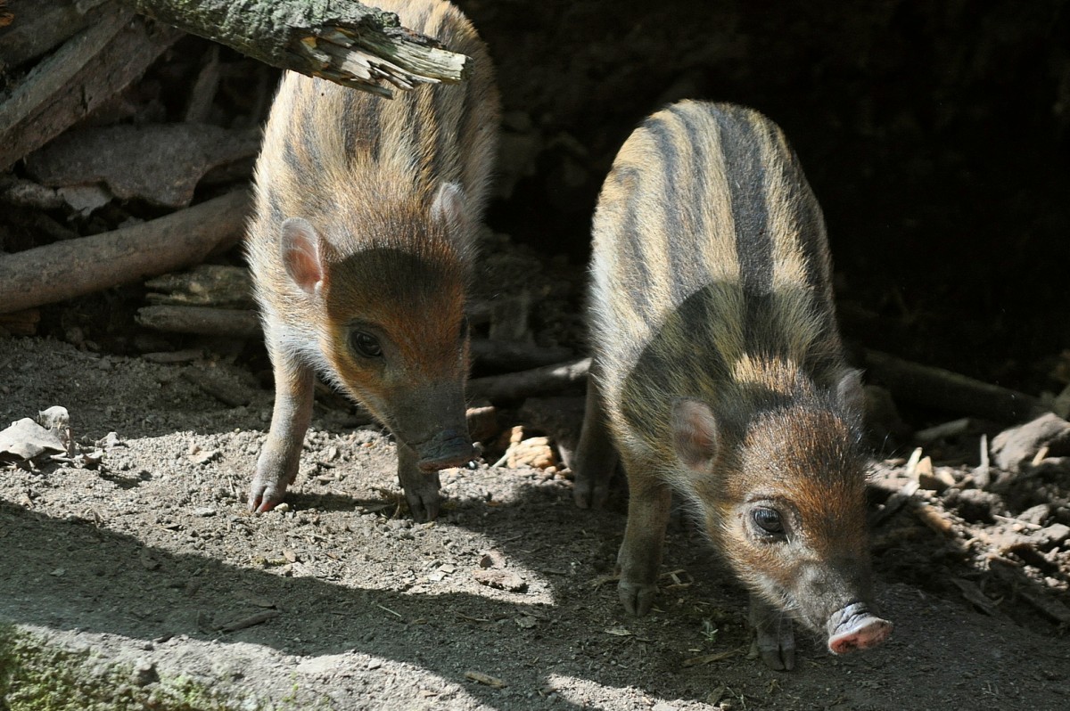 V Zoo Děčín jsou po 14 letech znovu selata vzácných „punkerů“ V Zoo Děčín jsou po 14 letech znovu selata vzácných „punkerů“