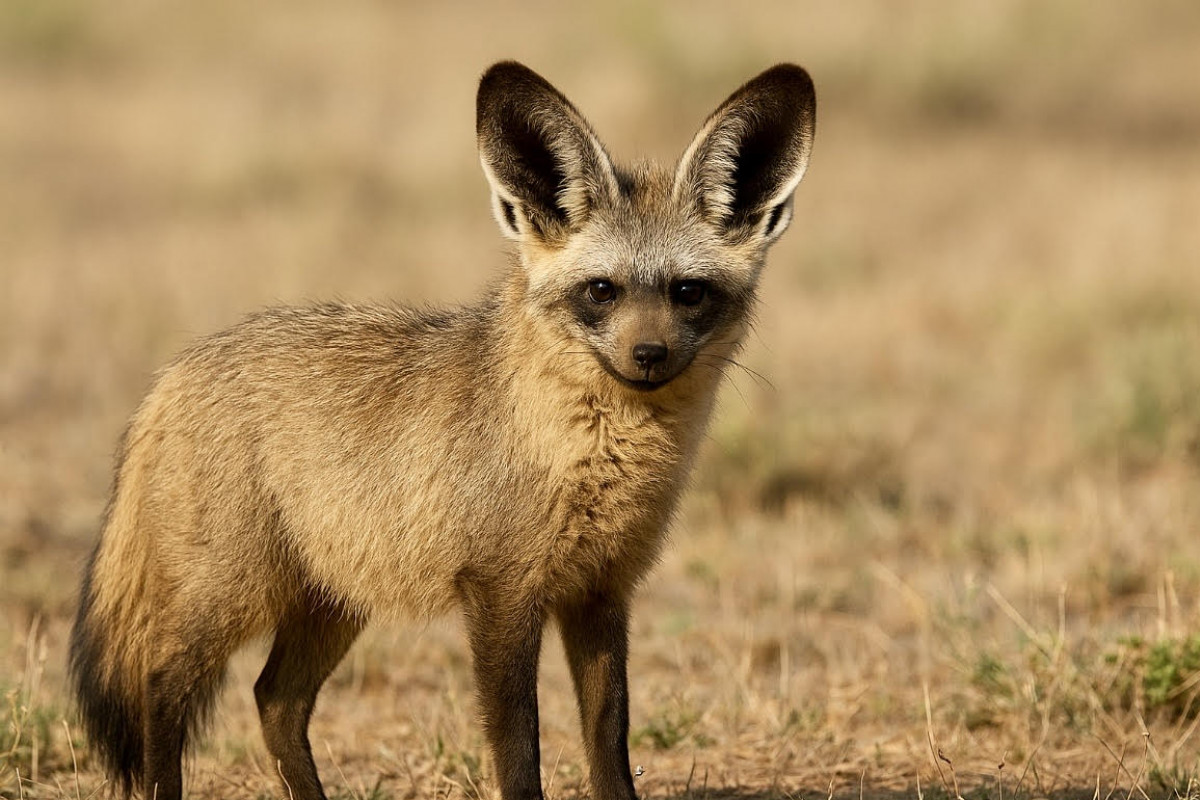 Záhadný přízrak Afriky. Pes hřivnatý děsí a fascinuje zároveň Záhadný přízrak Afriky. Pes hřivnatý děsí a fascinuje zároveň