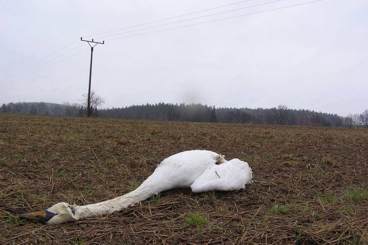 Nebezpečné dráty elektrického vedení zabíjejí labutě u Havlíčkova Brodu