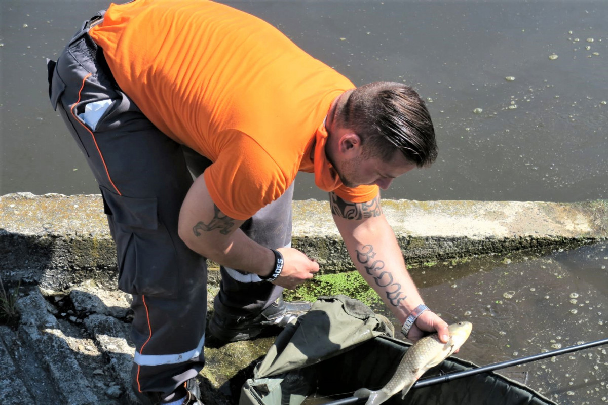 Zachraňují nejen sokola stěhovavého, ale i karase obecného Zachraňují nejen sokola stěhovavého, ale i karase obecného
