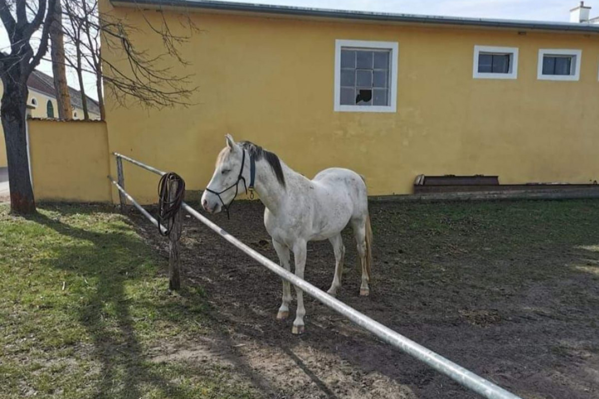 Koník se zaběhl do Rakouska Koník se zaběhl do Rakouska