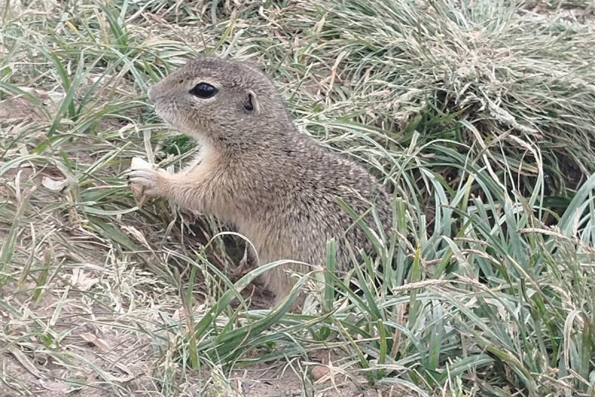 Syslí kolonie na Vysočině se probouzí po zimním spánku Syslí kolonie na Vysočině se probouzí po zimním spánku