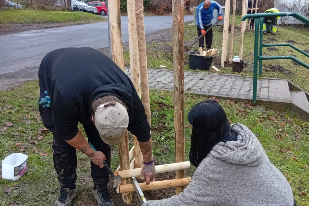 V Krajkové na Sokolovsku vysázeli listnaté stromy mezi paneláky
