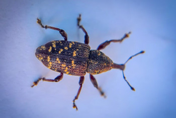 Vědci vyvinuli novou past na klikoroha Vědci vyvinuli novou past na klikoroha