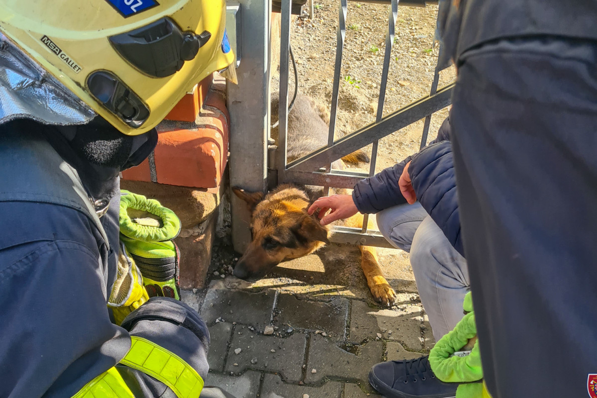 Hasiči v Ostravě zachránili fenku Kery, na plot použili nůžky