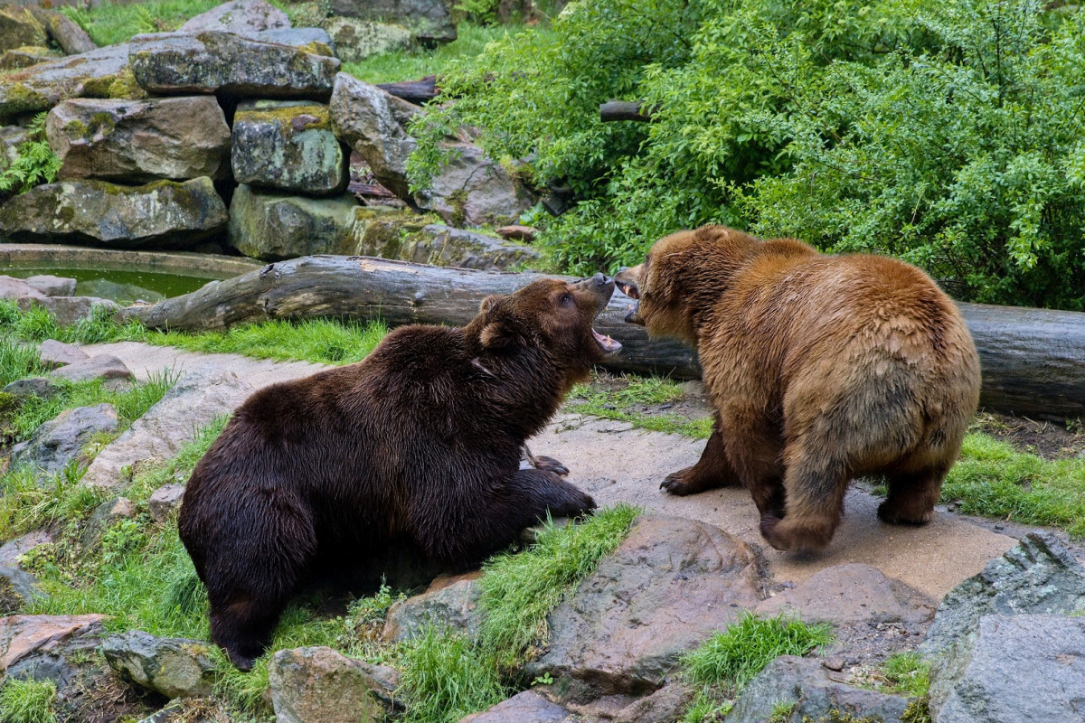 Zoo Děčín bilancuje: Rok 2025 byl třetí nejlepší v historii!