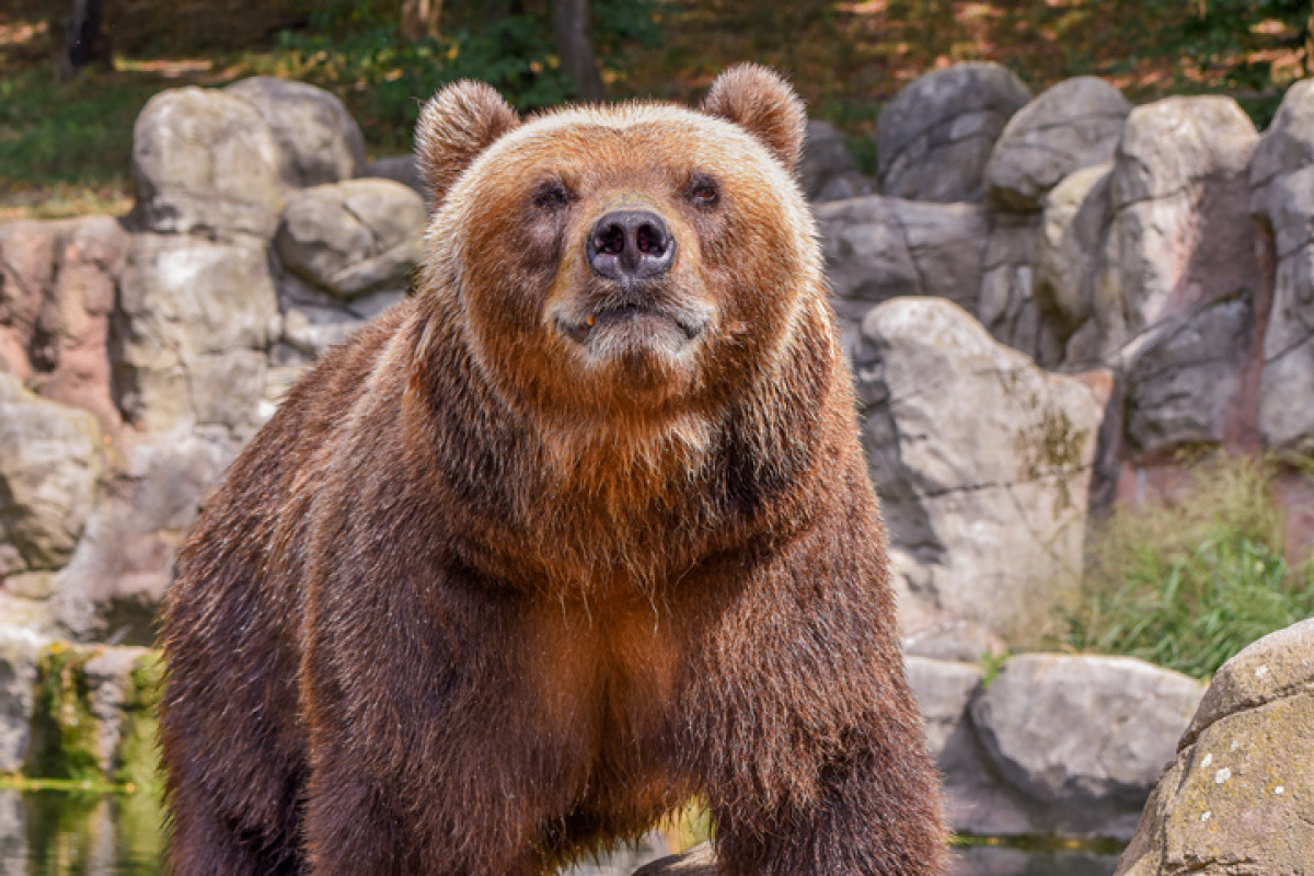 Zoo Děčín bude mít po letech opět medvědí pár!